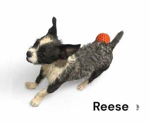 Pekingese-Unknown Mix Dogs for adoption in Westwood, NJ, USA