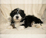 Puppy 7 Poovanese