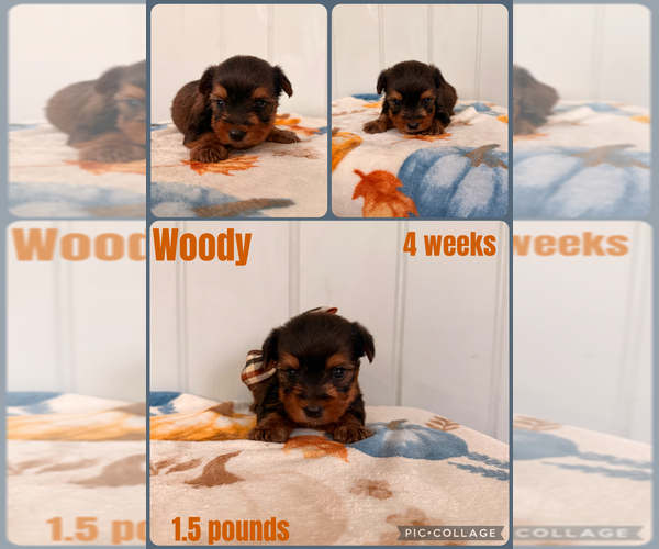 Medium Photo #1 Yorkshire Terrier Puppy For Sale in NACOGDOCHES, TX, USA