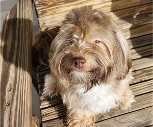 Mother of the Havanese puppies born on 10/11/2025
