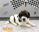 Small Photo #1 Saint Berdoodle-Sheepadoodle Mix Puppy For Sale in MILLVILLE, MN, USA
