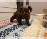 Small Photo #7 Schnauzer (Miniature) Puppy For Sale in FAYETTEVILLE, NC, USA