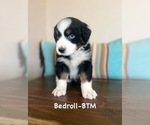 Small Photo #1 Australian Shepherd Puppy For Sale in PENDLETON, OR, USA