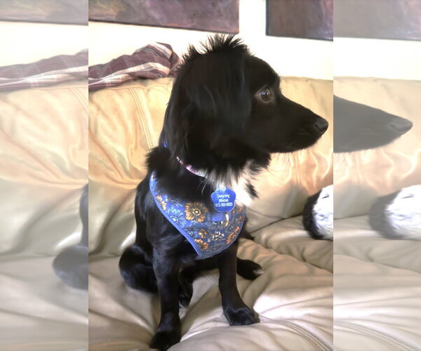 Medium Photo #3 Australian Shepherd-Unknown Mix Puppy For Sale in St. Louis Park, MN, USA