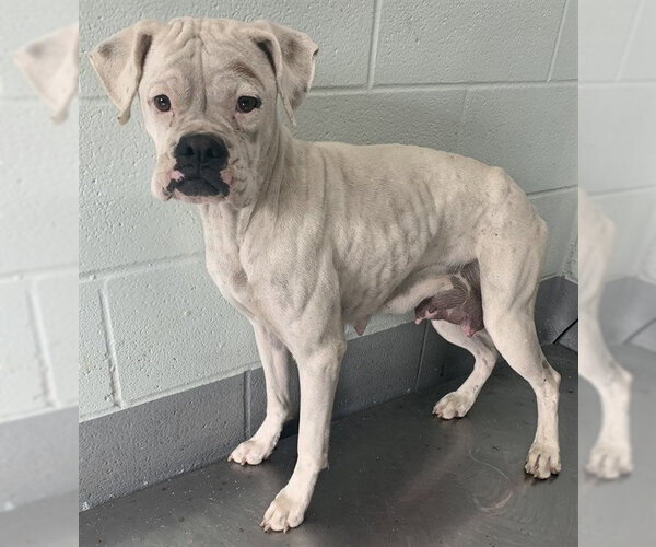 Medium Photo #2 Boxer Puppy For Sale in Dumont, NJ, USA