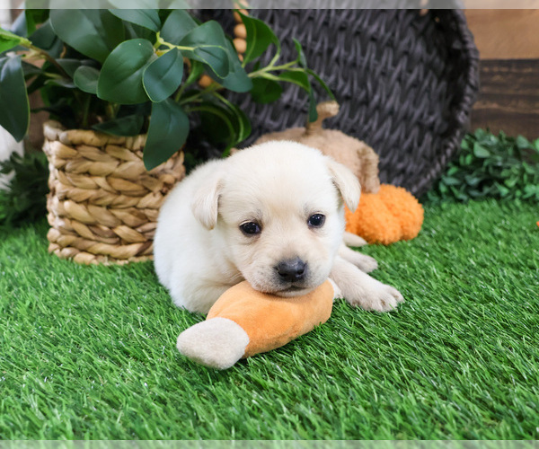 Medium Photo #13 Labrador Retriever Puppy For Sale in SYRACUSE, IN, USA