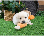 Small #12 Labrador Retriever