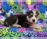 Small Photo #3 Labrador Retriever-Sharberian Husky Mix Puppy For Sale in LINCOLN UNIV, PA, USA