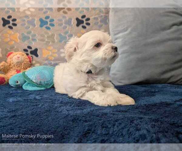 Medium Photo #2 Maltese Puppy For Sale in OCALA, FL, USA
