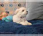 Small Photo #8 Maltese Puppy For Sale in OCALA, FL, USA