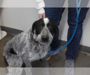 Miniature Labradoodle Dogs for adoption in Mountain Home, AR, USA