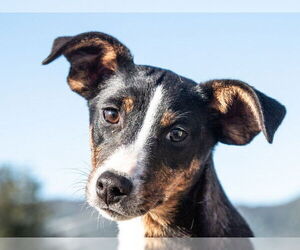 Parson Russell Terrier-Rat Terrier Mix Dogs for adoption in San Andreas, CA, USA