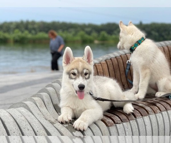 Medium Photo #1 Siberian Husky Puppy For Sale in Dnipro, Dnipro, Ukraine