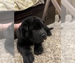 Small Photo #3 Chinese Shar-Pei Puppy For Sale in RIO RANCHO, NM, USA