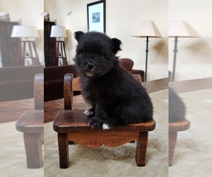 Pomeranian Puppy for sale in MONTEREY, CA, USA