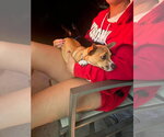 Small #2 Chihuahua Mix