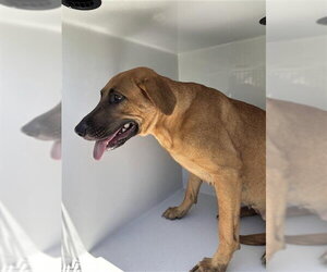 Black Mouth Cur-Unknown Mix Dogs for adoption in Houston, TX, USA