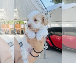 Maltipoo Puppy for sale in SAN BERNARDINO, CA, USA