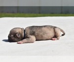 Small #3 Pug