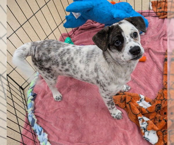 Medium Photo #1 Mutt Puppy For Sale in Plano, TX, USA