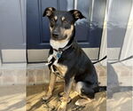 Small #1 Australian Shepherd Mix