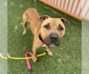 Mutt Dogs for adoption in Las Vegas, NV, USA