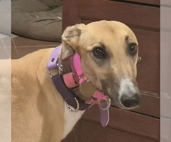 Medium Photo #2 Greyhound Puppy For Sale in Cherry Hill, NJ, USA