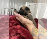 Small Photo #219 Belgian Malinois Puppy For Sale in REESEVILLE, WI, USA