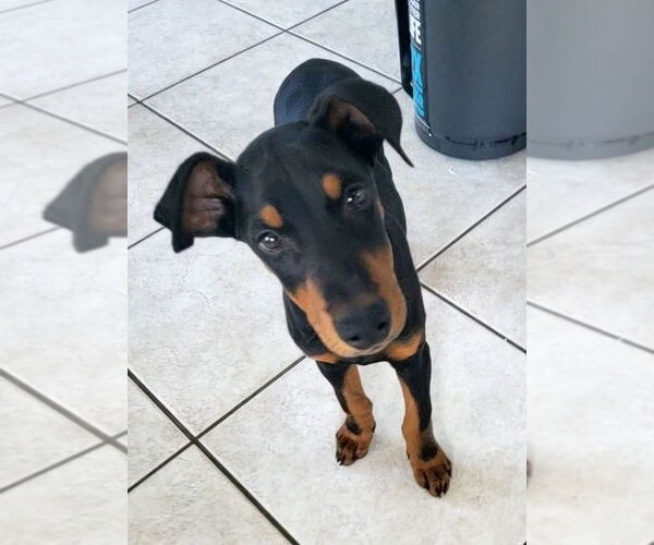Medium Photo #2 Doberman Pinscher-Unknown Mix Puppy For Sale in Lakewood, CO, USA