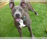 Small #1 American Staffordshire Terrier