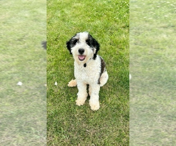 Medium Photo #1 Bernedoodle Puppy For Sale in BOSWELL, IN, USA