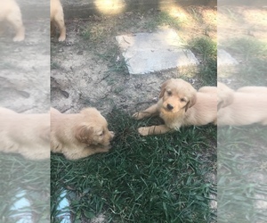 Golden Retriever Puppy for sale in NEW HAVEN, KY, USA