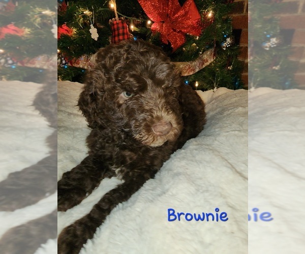 Medium Photo #1 Goldendoodle Puppy For Sale in RUTHER GLEN, VA, USA