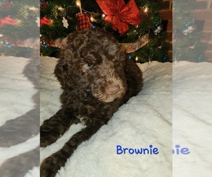 Goldendoodle Puppy for sale in RUTHER GLEN, VA, USA