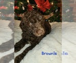 Small Photo #1 Goldendoodle Puppy For Sale in RUTHER GLEN, VA, USA