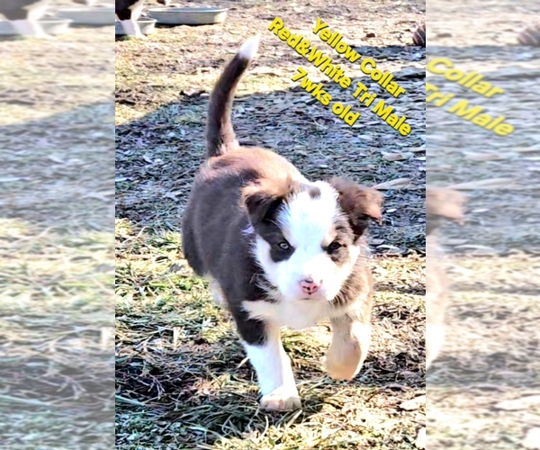 Medium Photo #55 Border Collie Puppy For Sale in BYBEE, TN, USA