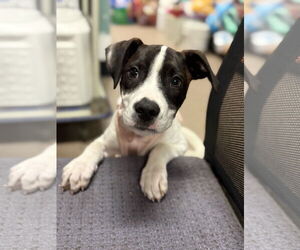 Parson Russell Terrier-Unknown Mix Dogs for adoption in Sanford, FL, USA