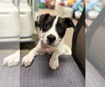 Small Parson Russell Terrier Mix