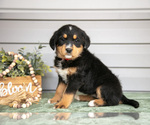 Puppy Keiko Bernedoodle-Labrador Retriever Mix