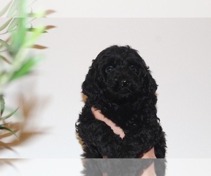 Labradoodle Puppy for sale in ARIEL, WA, USA