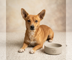 Mutt Dogs for adoption in Vail, AZ, USA