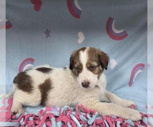 Irish Terrier-Unknown Mix Dogs for adoption in HESPERIA, CA, USA