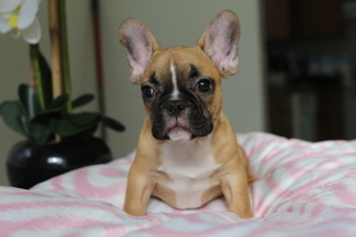 French Bulldog Puppy for sale in DANIA, FL, USA