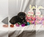 Small Photo #4 Aussiedoodle Miniature  Puppy For Sale in INDIANAPOLIS, IN, USA