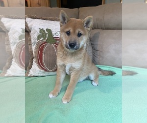 Shiba Inu Puppy for sale in STELLA, MO, USA