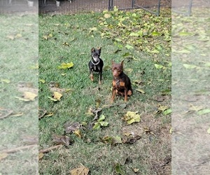 Miniature Pinscher Puppy for sale in MERCED, CA, USA