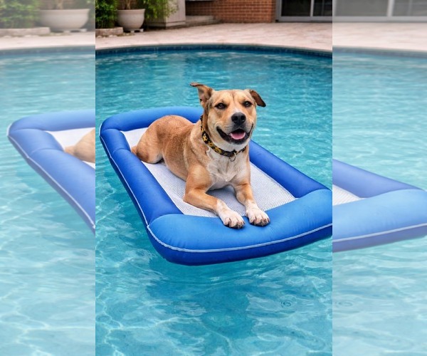 Medium Photo #5 Catahoula Leopard Dog-Unknown Mix Puppy For Sale in Germantown, OH, USA