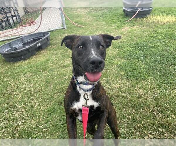 Medium Photo #3 Labrador Retriever-Unknown Mix Puppy For Sale in Corpus Christi, TX, USA
