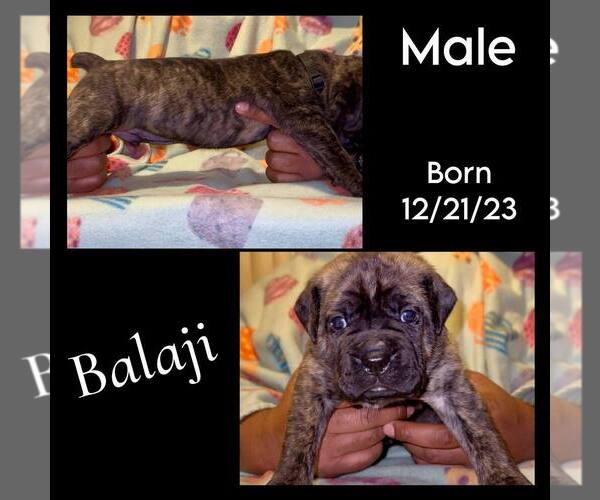 Medium Photo #1 America Bandogge Mastiff-Cane Corso Mix Puppy For Sale in JOLIET, IL, USA
