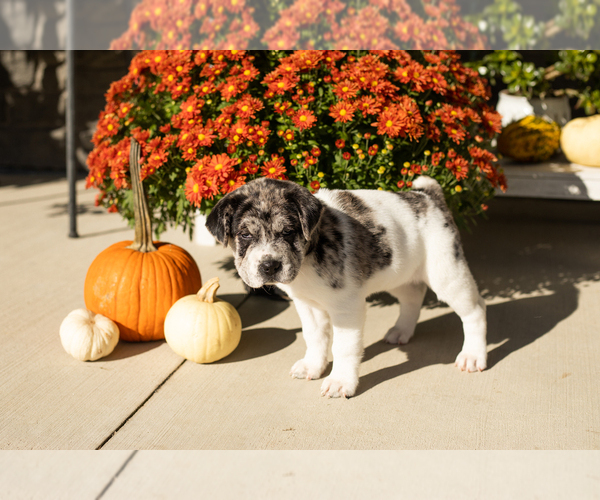 Medium Photo #4 Cocker-Pei Puppy For Sale in MILLERSBURG, IN, USA